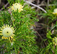 Illawarra lookout walking track - Tourism Cairns