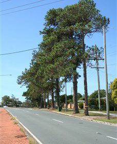 Anzac Memorial Avenue, Redcliffe - Tourism Cairns 1