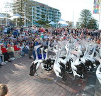 Pelican Feeding - Tourism Cairns