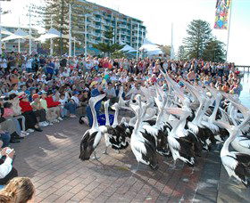 Pelican Feeding - Tourism Cairns 0