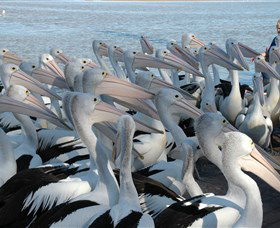 Pelican Feeding - Tourism Cairns 2