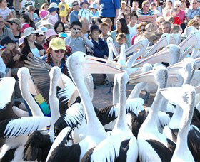 Pelican Feeding - Tourism Cairns 1