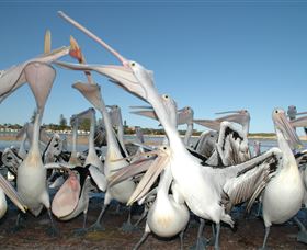 Pelican Feeding - Tourism Cairns 3
