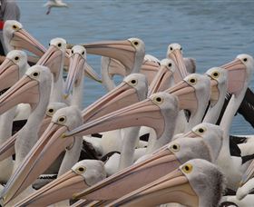 Pelican Feeding - Tourism Cairns 4