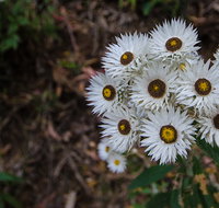 Hastings Forest Way touring route - Tourism Cairns