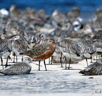 Cooloola Nature - Tourism Cairns