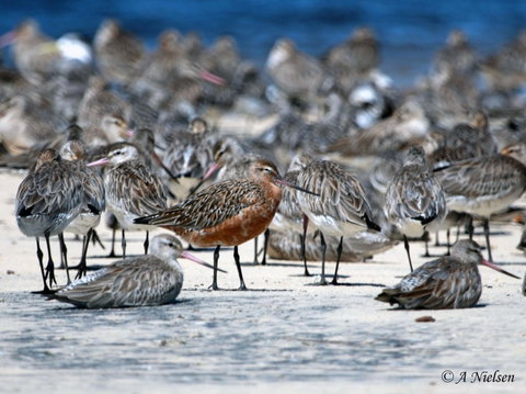 Cooloola Nature - Tourism Cairns 0