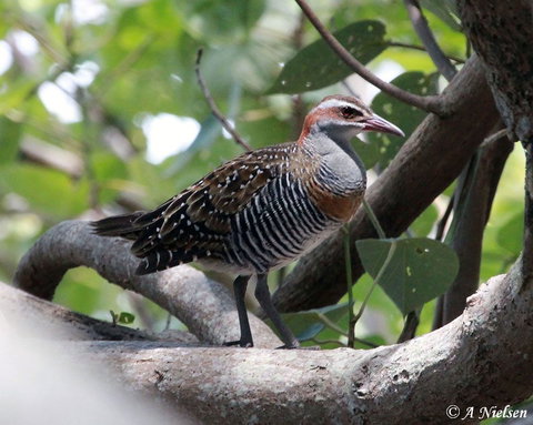 Cooloola Nature - Tourism Cairns 1