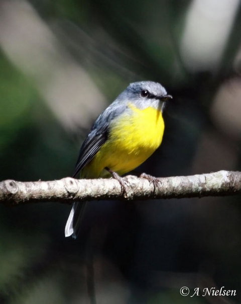Cooloola Nature - Tourism Cairns 4