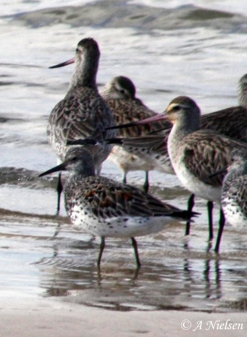 Cooloola Nature - Tourism Cairns 5