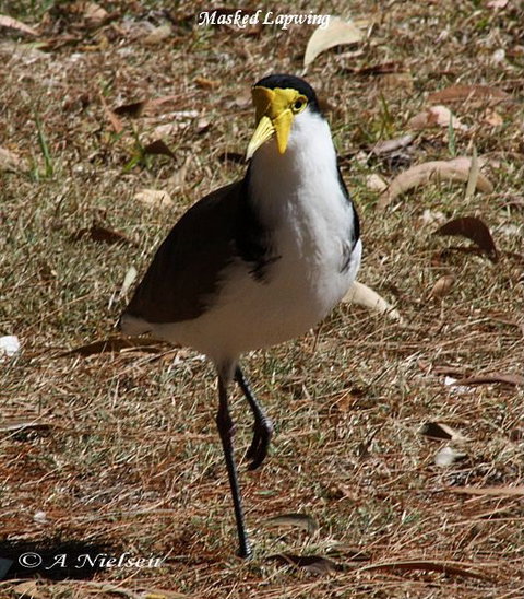 Cooloola Nature - Tourism Cairns 6
