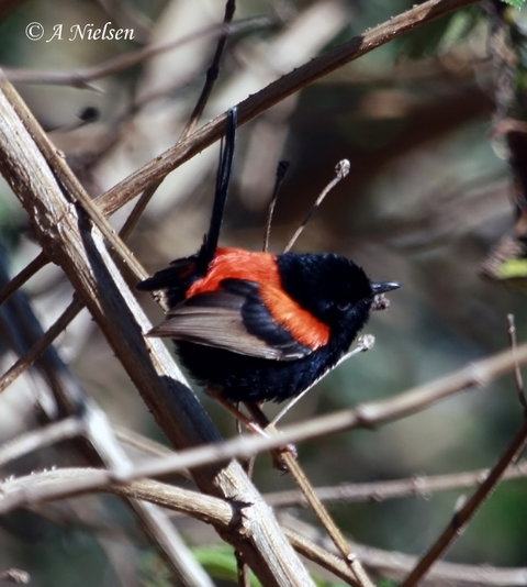 Cooloola Nature - Tourism Cairns 7