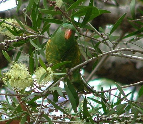 Cooloola Nature - Tourism Cairns 8