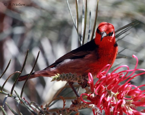 Cooloola Nature - Tourism Cairns 9
