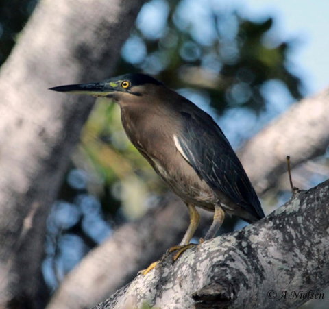Cooloola Nature - Tourism Cairns 10
