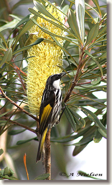 Cooloola Nature - Tourism Cairns 11