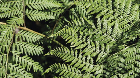 Glenrock State Conservation Area - Tourism Cairns 3