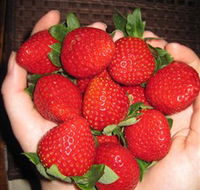The Strawberry Farm - Tourism Cairns