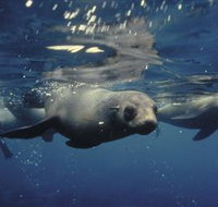 Wilsons Promontory Marine National Park - Tourism Cairns