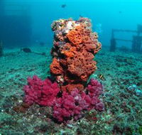 HMAS Brisbane Dive Site - Tourism Cairns