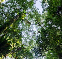 Botanic walk - Tourism Cairns
