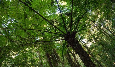 Botanic Walk - Tourism Cairns 2