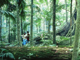 Binna Burra QLD Tourism Cairns