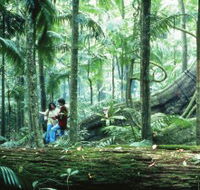 Illinbah circuit - Tourism Cairns