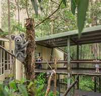 Daisy Hill Koala Centre - Tourism Cairns