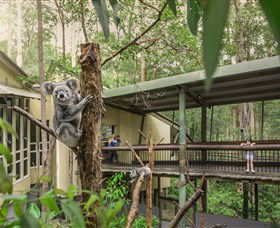 Daisy Hill Koala Centre - Tourism Cairns 0