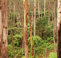 Cycle Mogo State Forest - Tourism Cairns
