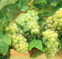 Red Tail Wines - Tourism Cairns