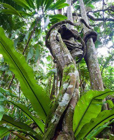  Tourism Cairns
