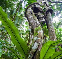 Tamborine Rainforest Skywalk - Tourism Cairns