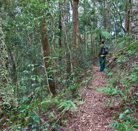 Blackbutt walking track - Tourism Cairns