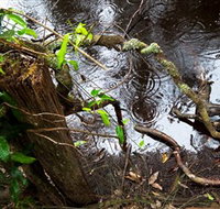 Mogo Bushwalk - Tourism Cairns