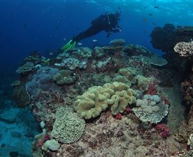 Flinders Reef Dive Site - Tourism Cairns 2