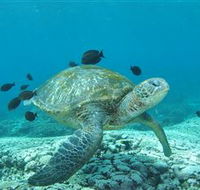 Flinders Reef Dive Site - Tourism Cairns
