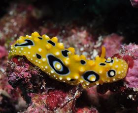 Flinders Reef Dive Site - Tourism Cairns 1