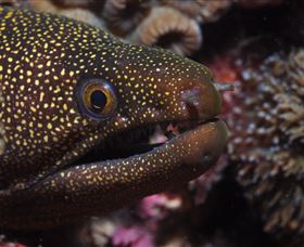 Flinders Reef Dive Site - Tourism Cairns 3