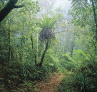 Wagawn - Tourism Cairns
