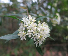Booderee National Park Botanic Gardens - Tourism Cairns 1