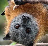 Wingham Brush Nature Reserve - Tourism Cairns