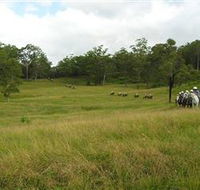 Numinbah Valley Adventure Trails - Tourism Cairns