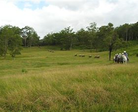 Numinbah Valley Adventure Trails - Tourism Cairns 0