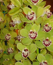 Tinonee Orchid Nursery - Tourism Cairns 1