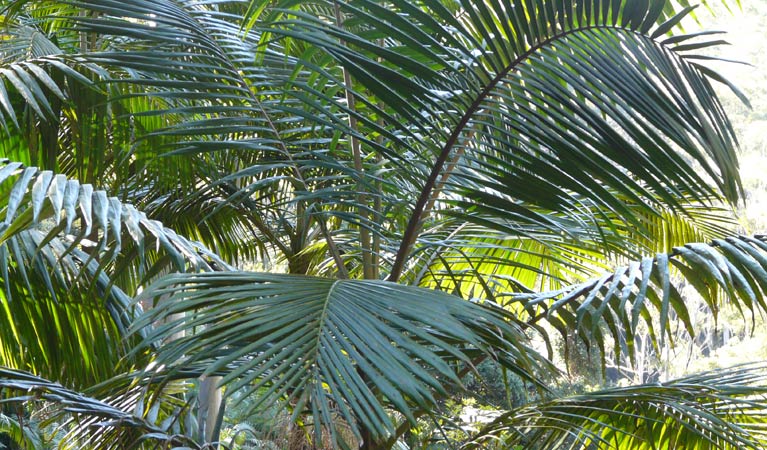 Brooklana NSW Tourism Cairns