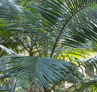 Bangalore Falls walking track - Tourism Cairns