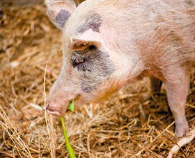 Djanbung Permaculture Gardens - Tourism Cairns 0