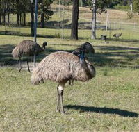 Glen Ian Ostrich and Emu Farm - Tourism Cairns